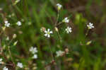 Dixie stitchwort